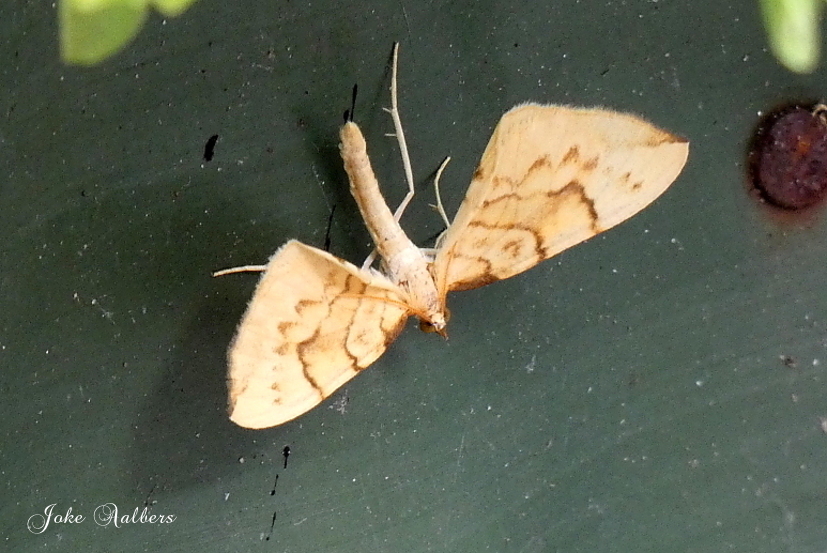 Wat is dit voor vlindertje.